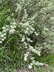 Minthostachys mollis