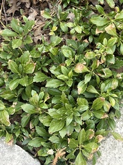 Pachysandra