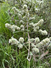 Minthostachys mollis