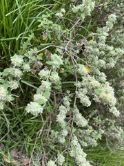 Minthostachys mollis