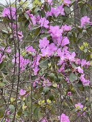 Rhododendron mucronulatum