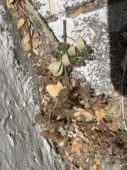 Euphorbia ophthalmica