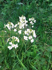 Cardamine dentata