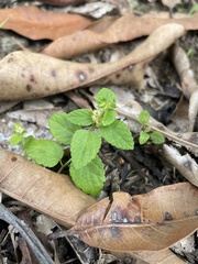 Acalypha chamaedrifolia