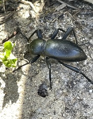 Coelocnemis magna