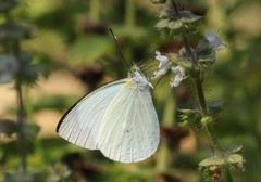 Leptophobia aripa balidia