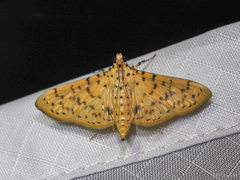 Conogethes punctiferalis