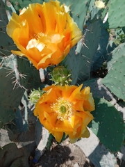 Opuntia