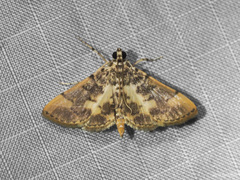 Tylostega