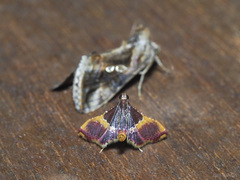 Endotricha mesenterialis