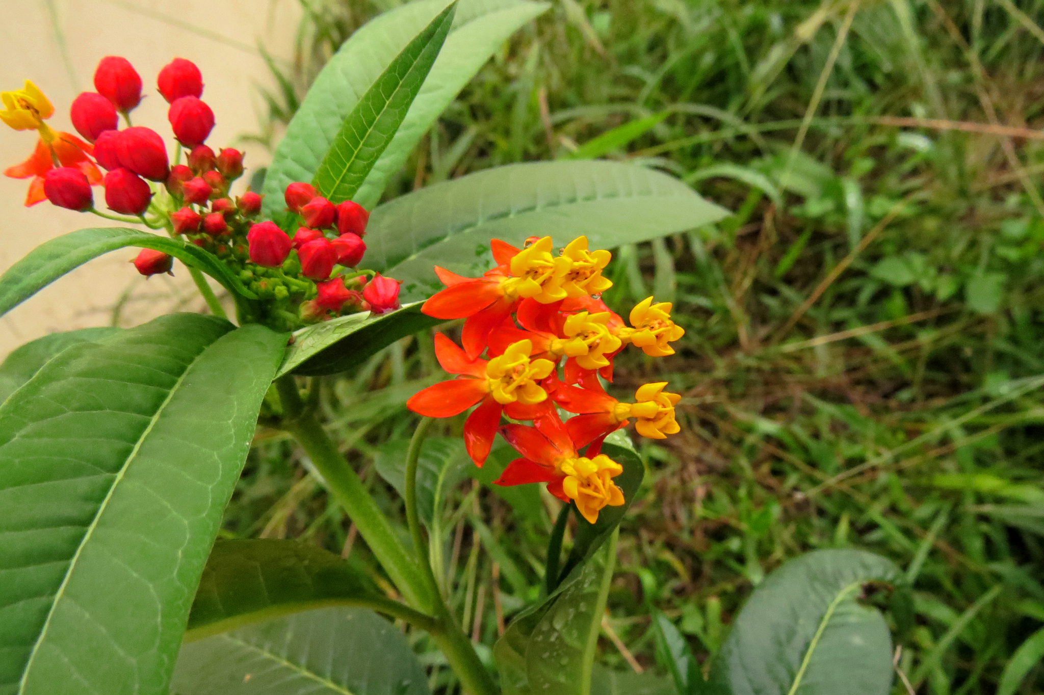 Asclepias curassavica