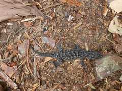 Hemidactylus palaichthus