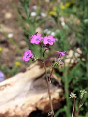 Gilia cana