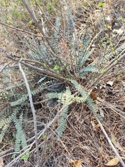 Cheilanthoideae