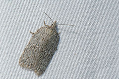 Acleris maximana