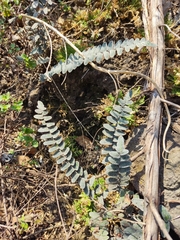 Cheilanthoideae
