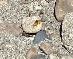 Phyciodes mylitta