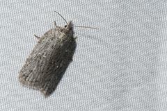 Acleris maximana
