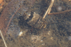 Thermonectus nigrofasciatus nigrofasciatus