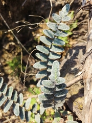 Cheilanthoideae