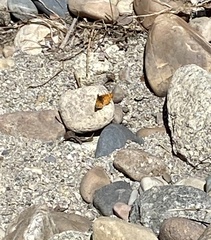 Phyciodes mylitta