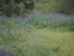 Oryctolagus cuniculus