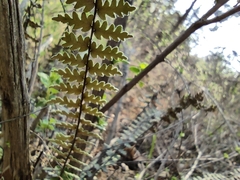 Cheilanthoideae