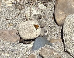 Phyciodes mylitta