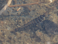 Thermonectus