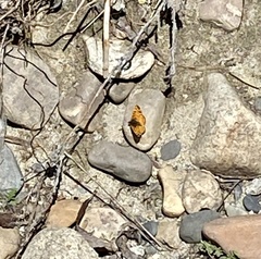 Phyciodes mylitta