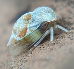 Xantholobus muticus
