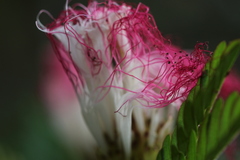 Calliandra surinamensis