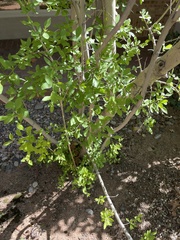 Forestiera pubescens pubescens