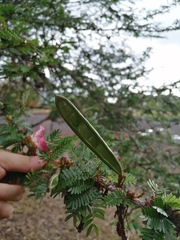 Calliandra surinamensis