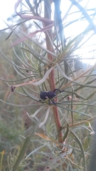 Rhyephenes gayi