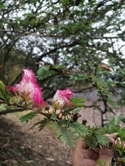 Calliandra surinamensis