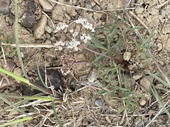 Lomatium geyeri
