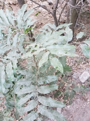 Thouinidium decandrum