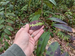 Calonectria