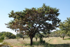 Pterocarpus angolensis