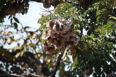Pterocarpus angolensis