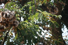 Pterocarpus angolensis