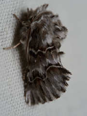 Oncocnemidinae