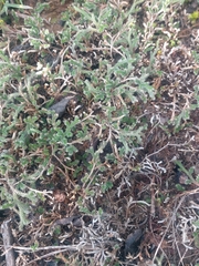 Selaginella dregei