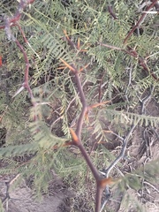Prosopis alpataco