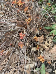 Magnoliopsida