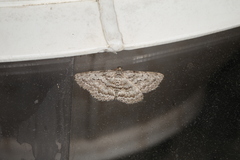 Psilosticha absorpta