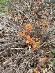 Magnoliopsida