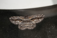 Scioglyptis chionomera