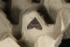 Lipogya exprimataria